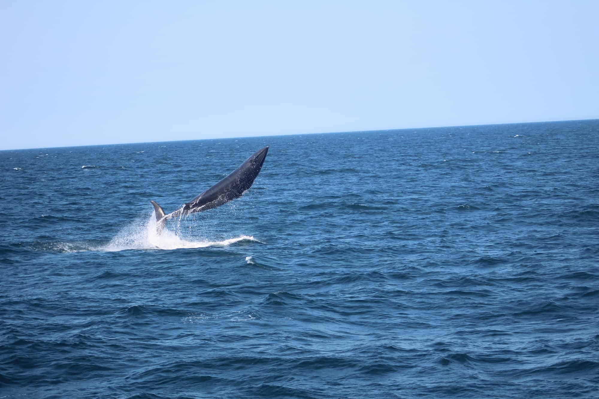 minke whale Laguna Beach